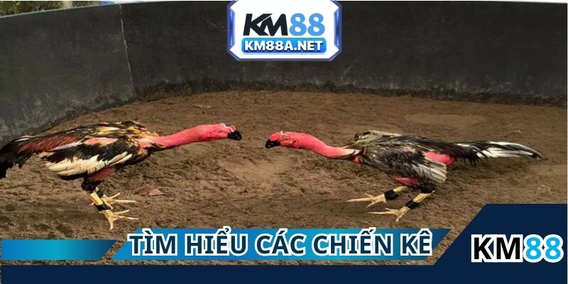 Tìm hiểu về các chiến kê tại KM88